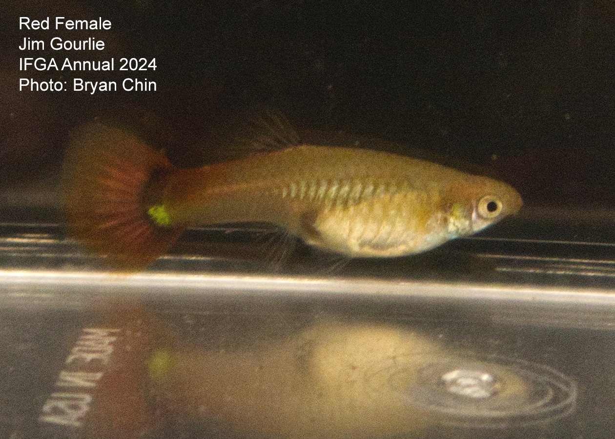 female guppy red